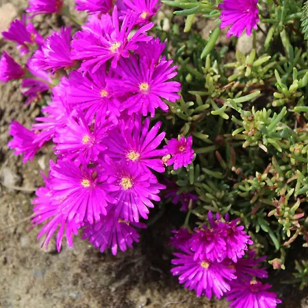 La Torre Rossa Konukevi Roma