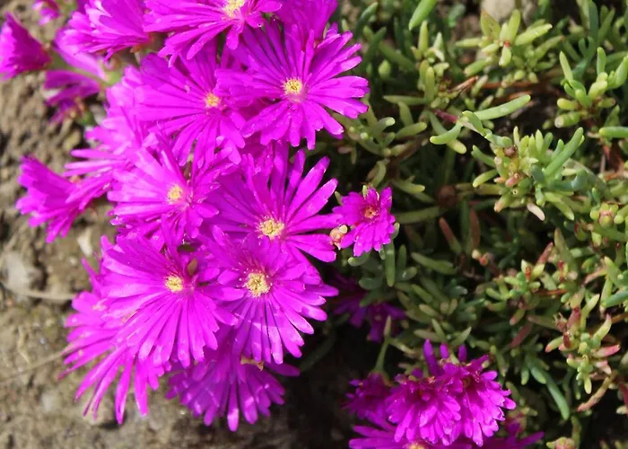 La Torre Rossa בית הארחה רומא